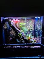 Volledig ingedraaid 60x45x60cm Exo Terra Paludarium, Dieren en Toebehoren, Reptielen en Amfibieën | Toebehoren, Ophalen, Zo goed als nieuw