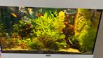 Aquarium planten, stek en complete plant., Ophalen, Zo goed als nieuw, Plant(en), Steen of Hout