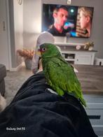 Wit voorhoofd amazone, Dieren en Toebehoren, Mannelijk, Papegaai