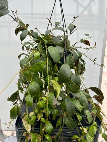 Aeschynanthus marmoratus - Hangplant beschikbaar voor biedingen