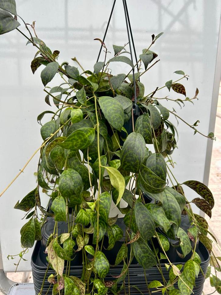 Aeschynanthus marmoratus - Hangplant, Huis en Inrichting, Kamerplanten, Ophalen of Verzenden