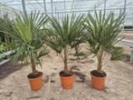 Trachycarpus Fortunei palmbomen 1.20mtr, 100 tot 250 cm, Zomer, Palmboom, Ophalen