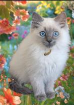 Ragdoll kitten stamboom / garantie/ hcm / pkd getest, Poes, Ontwormd
