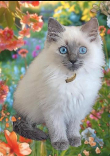 Ragdoll kitten stamboom / garantie/ hcm / pkd getest beschikbaar voor biedingen