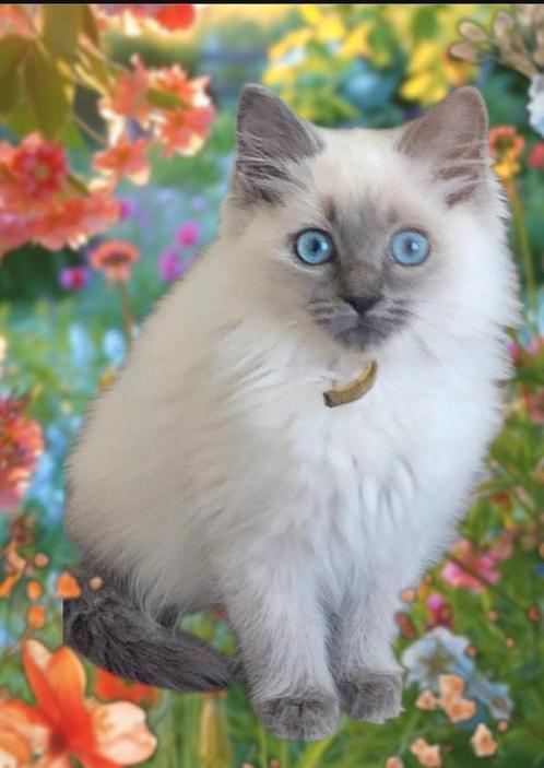 Ragdoll kitten stamboom / garantie/ hcm / pkd getest, Dieren en Toebehoren, Katten en Kittens | Raskatten | Langhaar, Poes, Met stamboom