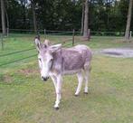 Te koop ezel hengst merrie, Dieren en Toebehoren, Juli, Meerdere dieren