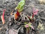 Rabarber Pollen, Ophalen of Verzenden, Halfschaduw, Lente, Groenteplanten