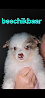 Pomeriaan x jackrussel merle kleur puppy's (Jackaranian), Dieren en Toebehoren, Honden | Jack Russells en Terriërs, Rabiës (hondsdolheid)