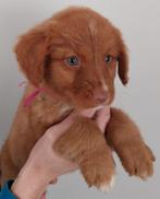 Twee Nova Scotia Duck Tolling Retriever teefjes, Golden retriever, Fokker | Hobbymatig, 8 tot 15 weken, Buitenland