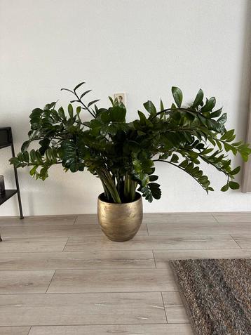 Mooie Zamioculcas met grote pot (35 cm) beschikbaar voor biedingen