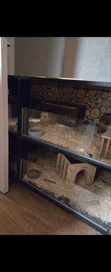 Mooie caviaflat en 2 cavia's te koop. beschikbaar voor biedingen