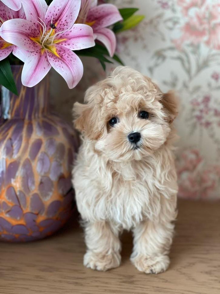 Exclusieve Maltipoo F1 pup (Maltezer/Asian Toy Poedel), Dieren en Toebehoren, Honden | Chihuahua's en Gezelschapshonden, Meerdere dieren