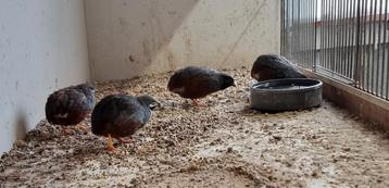 4 Chinese Kwartel Haantjes Broed Juni 2025 beschikbaar voor biedingen