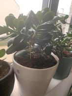 Vet plant met pot €15, Ophalen, Halfschaduw, Minder dan 100 cm