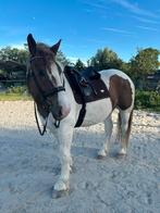 Verzorger/bijrijder gezocht, Dieren en Toebehoren, Ophalen of Verzenden, Nieuw