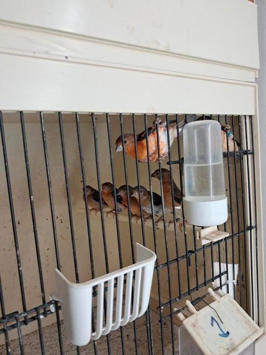 Kapoetsensijzen ruilen, Dieren en Toebehoren, Vogels | Overige Vogels, Mannelijk, Geringd