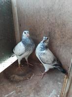 Mooi koppel  jonge postduiven, Meerdere dieren, Postduif