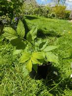 Stekken te koop of te ruil, Tuin en Terras, Planten | Tuinplanten, Zomer, Ophalen of Verzenden, Volle zon