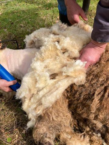 Vachtvilten, verse wol/vachten Walliser Schwartznase schapen