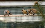 Mooie Baardman mannen 2024 !, Dieren en Toebehoren, Vogels | Overige Vogels, Mannelijk, Tropenvogel, Geringd