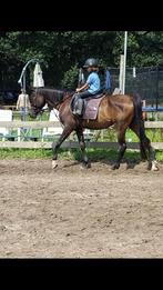 Arabische merrie en Iers spring paard, Dieren en Toebehoren, Merrie, Minder dan 160 cm, Gechipt, L