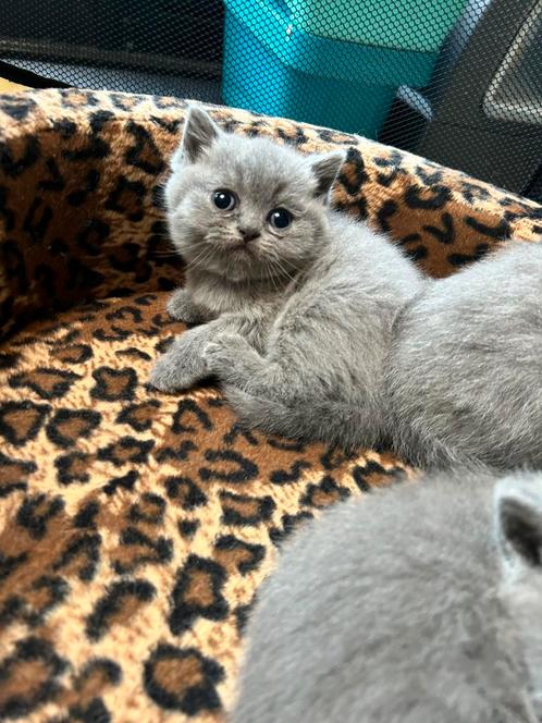 Britse korthaar kittens grijs mogen begin juni weg, Dieren en Toebehoren, Katten en Kittens | Raskatten | Korthaar, 0 tot 2 jaar