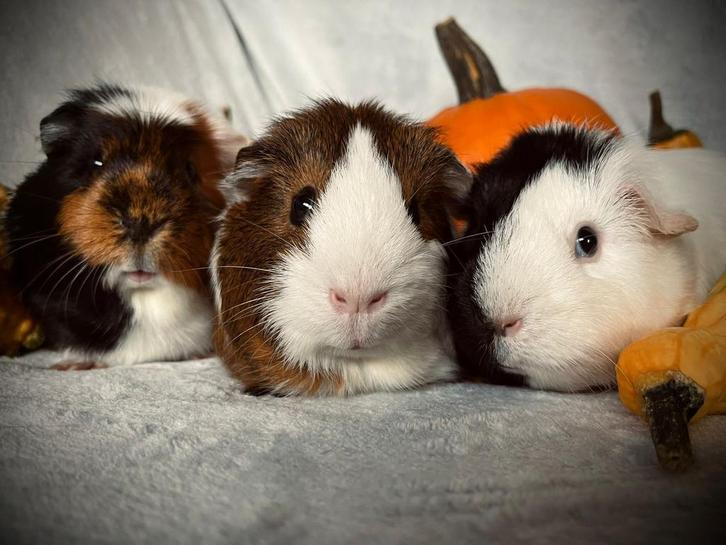 Cavia/ knaagdieren opvang, Dieren en Toebehoren, Knaagdieren, Meerdere dieren, Cavia, Januari