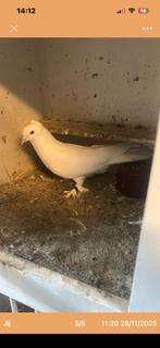 Takla duivin, Dieren en Toebehoren, Vogels | Duiven, Meerdere dieren, Postduif