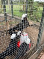 Te koop kuifhoen hanen, Dieren en Toebehoren, Pluimvee, Mannelijk, Kip