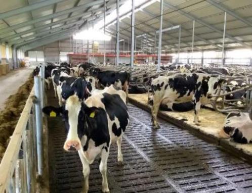 Roosterbevochtiging, Dieren en Toebehoren, Overige Dieren-accessoires, Nieuw, Ophalen of Verzenden
