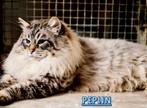 Prachtige Ragdolle dekkater ‼️, Dieren en Toebehoren