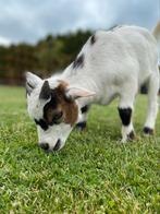 Tam dwerggeit bokje, Dieren en Toebehoren, Schapen, Geiten en Varkens, Mannelijk, Geit, 0 tot 2 jaar