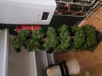 Leuke  kerstboom, Ophalen, Zo goed als nieuw, Gelijkstroom, Overige merken