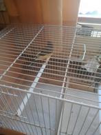 Kanaries, Dieren en Toebehoren, Vogels | Kanaries, Geslacht onbekend, Zangkanarie
