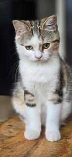 Scottish straight x Britse korthaar, Dieren en Toebehoren, Poes, Ontwormd, 0 tot 2 jaar