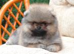 Pomeriaan | Pomeranian | Puppy | Reutje | Stamboom | Beertje, Reu, 8 tot 15 weken, Buitenland, Eén hond