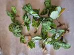 Maranta leuconera stekjes, Ophalen, Halfschaduw, Minder dan 100 cm