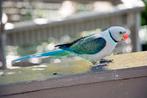 Gezocht malabar parkiet (duifparkiet), Dieren en Toebehoren, Vogels | Parkieten en Papegaaien, Vrouwelijk, Parkiet