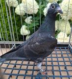 Kleurpostduiven kite pieper, Dieren en Toebehoren, Meerdere dieren, Postduif
