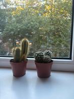 Twee cactussen, Ophalen, Cactus, Volle zon
