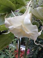 Brugmansia masqurade, Volle zon, Vaste plant, Zomer, Ophalen