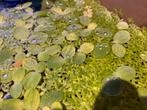 Aquariumplant, Dieren en Toebehoren, Vissen | Aquaria en Toebehoren, Ophalen of Verzenden, Plant(en), Steen of Hout