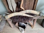 Lange Koeienhoorns - Decoratief, Huis en Inrichting, Woonaccessoires | Overige, Ophalen, Gebruikt