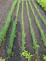Prei planten, Tuin en Terras, Planten | Tuinplanten, Ophalen of Verzenden, Zomer, Volle zon