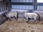 dekrammen, Dieren en Toebehoren, Schapen, Geiten en Varkens, Mannelijk, Schaap, 0 tot 2 jaar