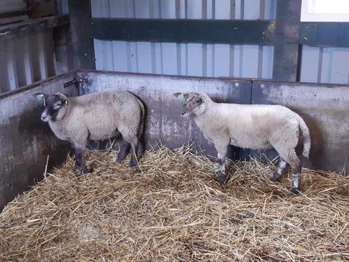 dekrammen, Dieren en Toebehoren, Schapen, Geiten en Varkens, Schaap, Mannelijk, 0 tot 2 jaar