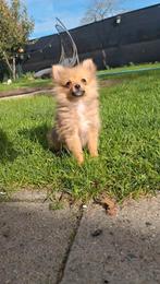 Nog 1 knap reutje beschikbaar!, Dieren en Toebehoren, Nederland, Keeshond, CDV (hondenziekte), 8 tot 15 weken