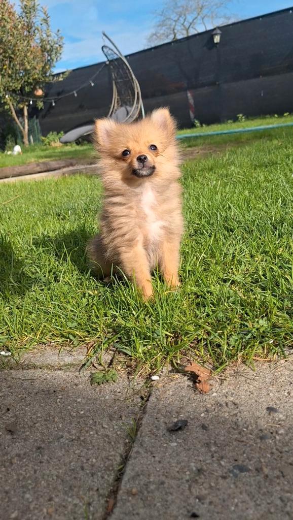 Nog 1 knap reutje beschikbaar!, Dieren en Toebehoren, Honden | Poolhonden, Keeshonden en Oertypen, Meerdere dieren, Keeshond, Fokker | Professioneel