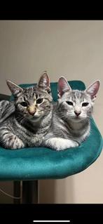 4 ever home voor twee schattige broertjes, Dieren en Toebehoren, Kater, 0 tot 2 jaar