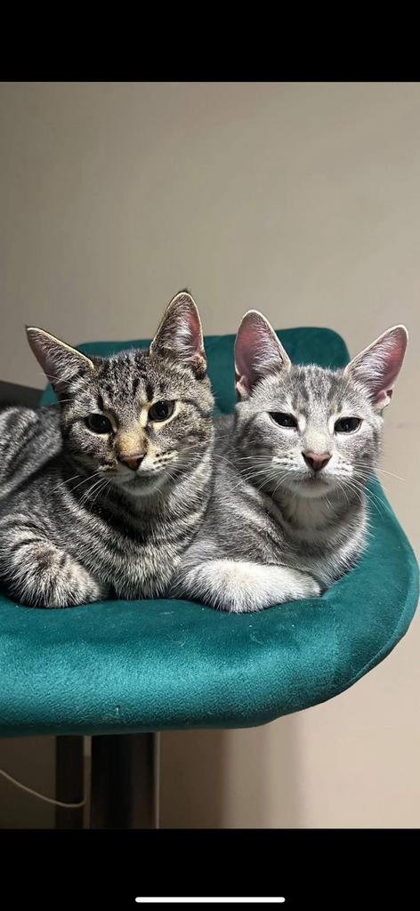 4 ever home voor twee schattige broertjes, Dieren en Toebehoren, Katten en Kittens | Raskatten | Korthaar, Kater, 0 tot 2 jaar